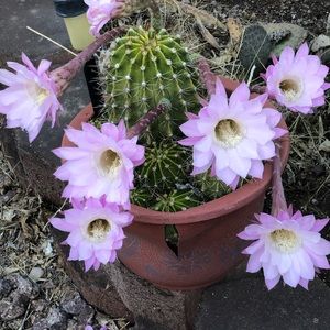 Meet your Posher, Alyson